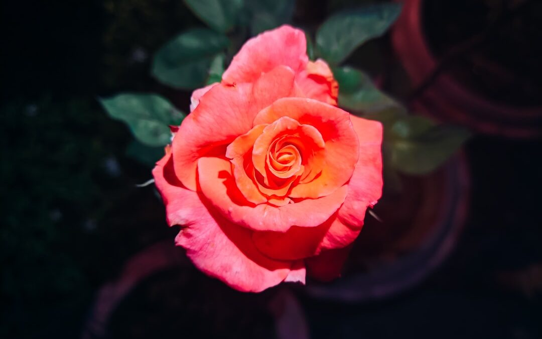 Photo rosacea