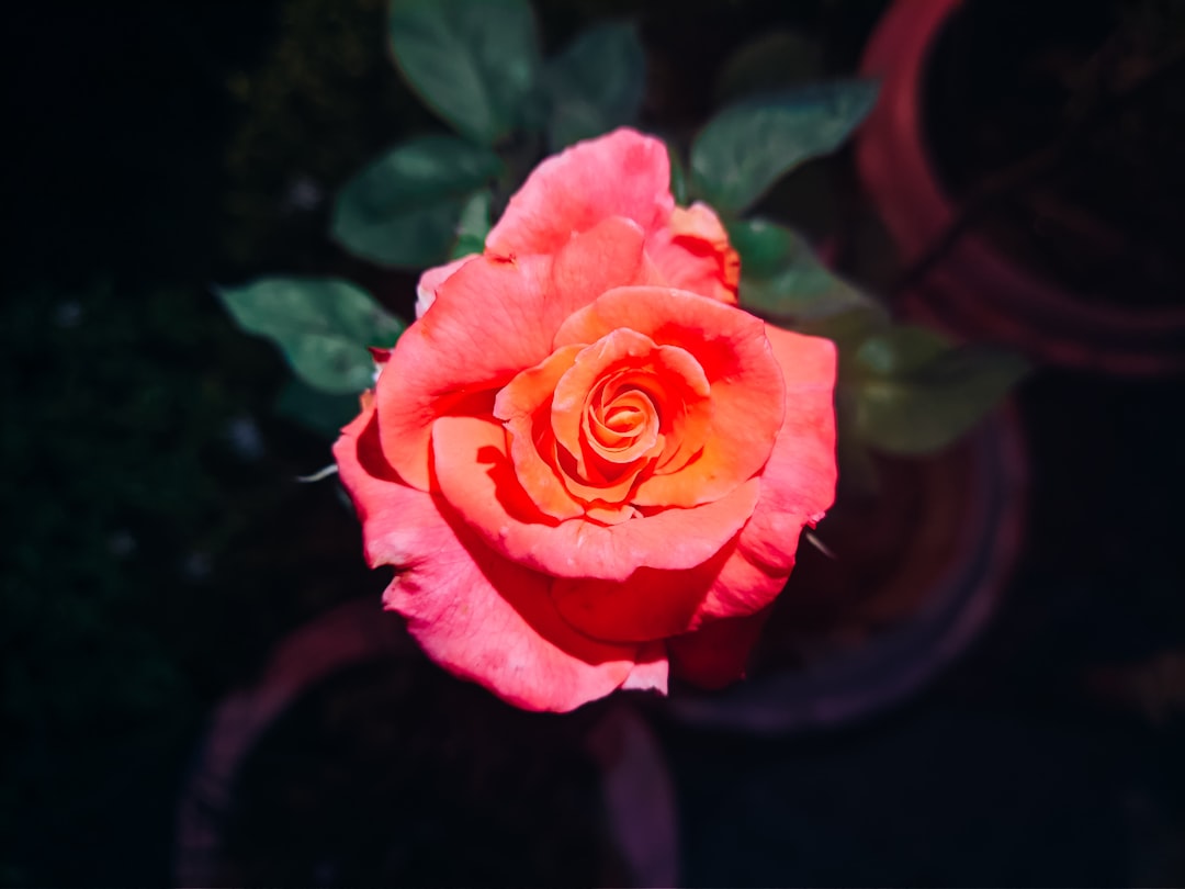 Photo rosacea