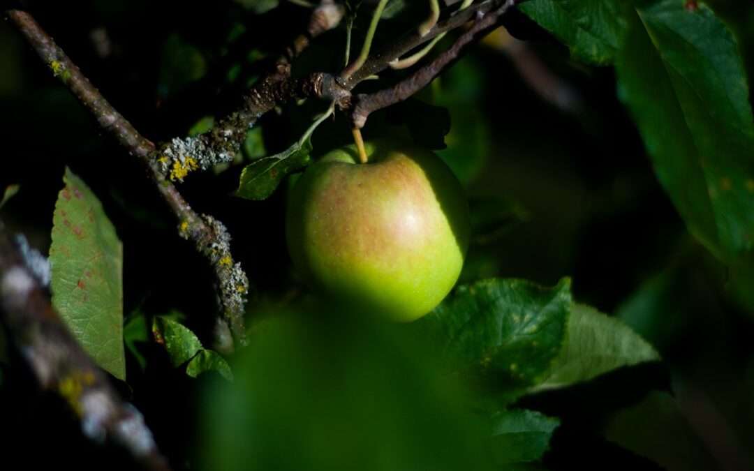 Photo hemorrhoids apple cider vinegar