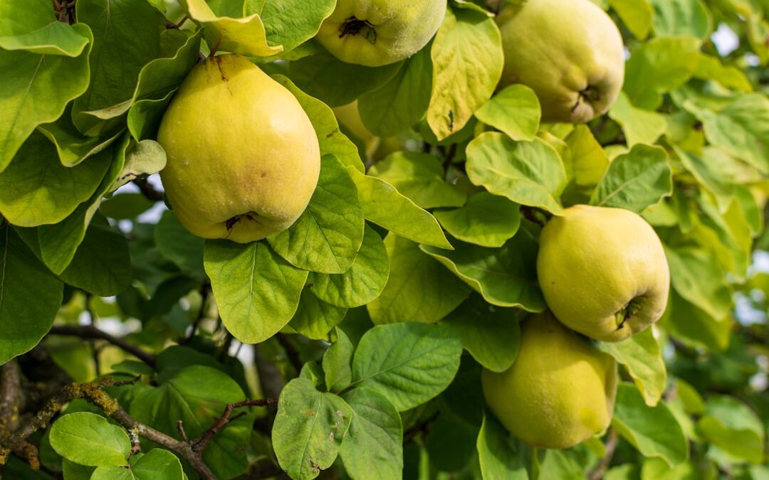 Photo apple cider vinegar diet