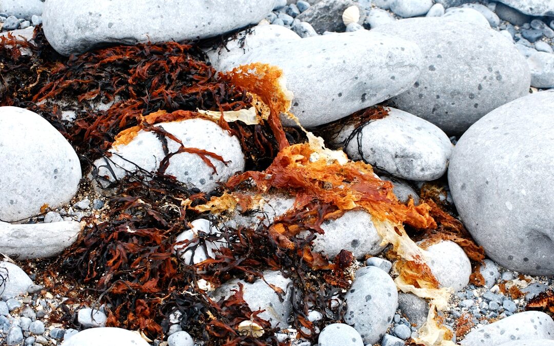 Photo dried sea buckthorn powder