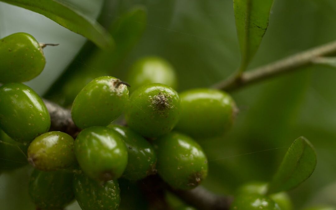 Photo sea buckthorn