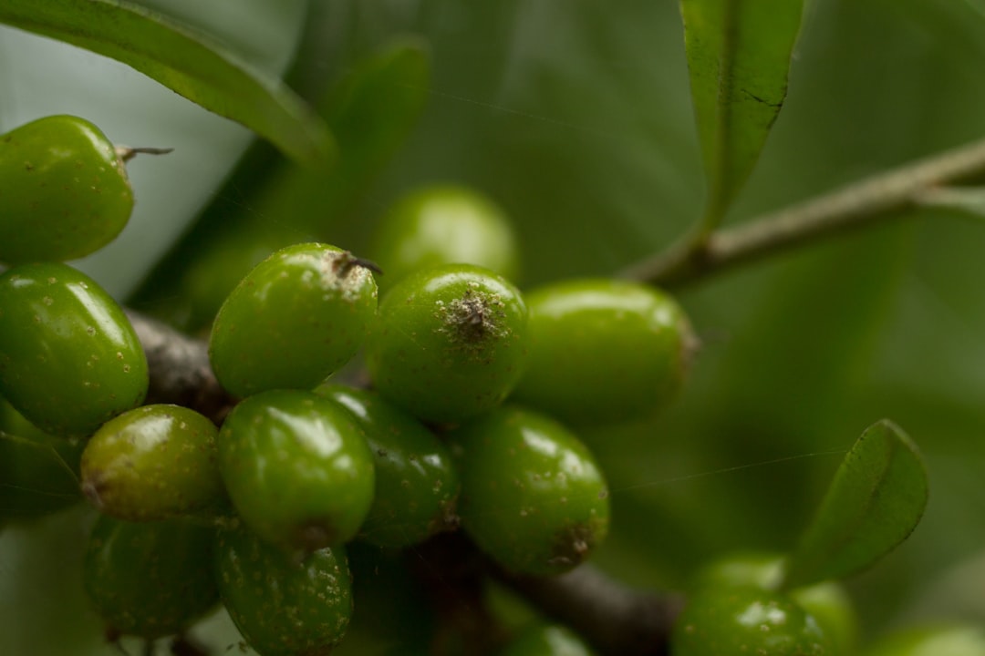 Photo sea buckthorn