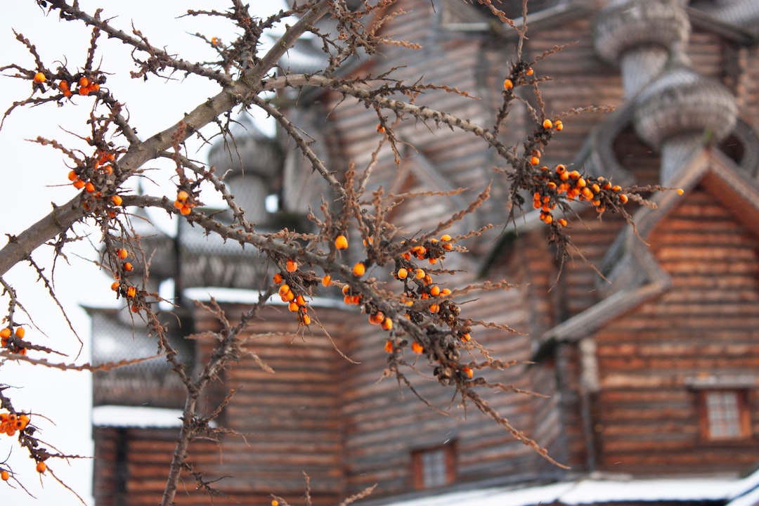 Photo sea buckthorn