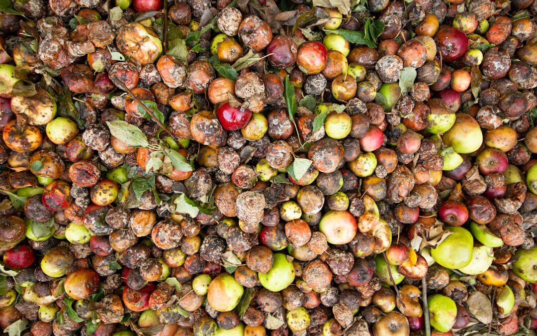 Photo homoktövis berry price