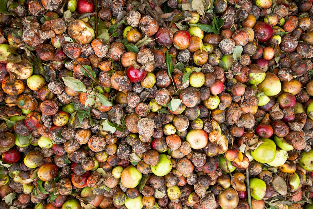 Photo homokt&ouml;vis berry price