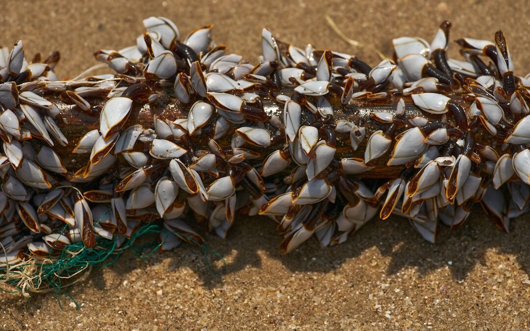Photo sea buckthorn seed oil