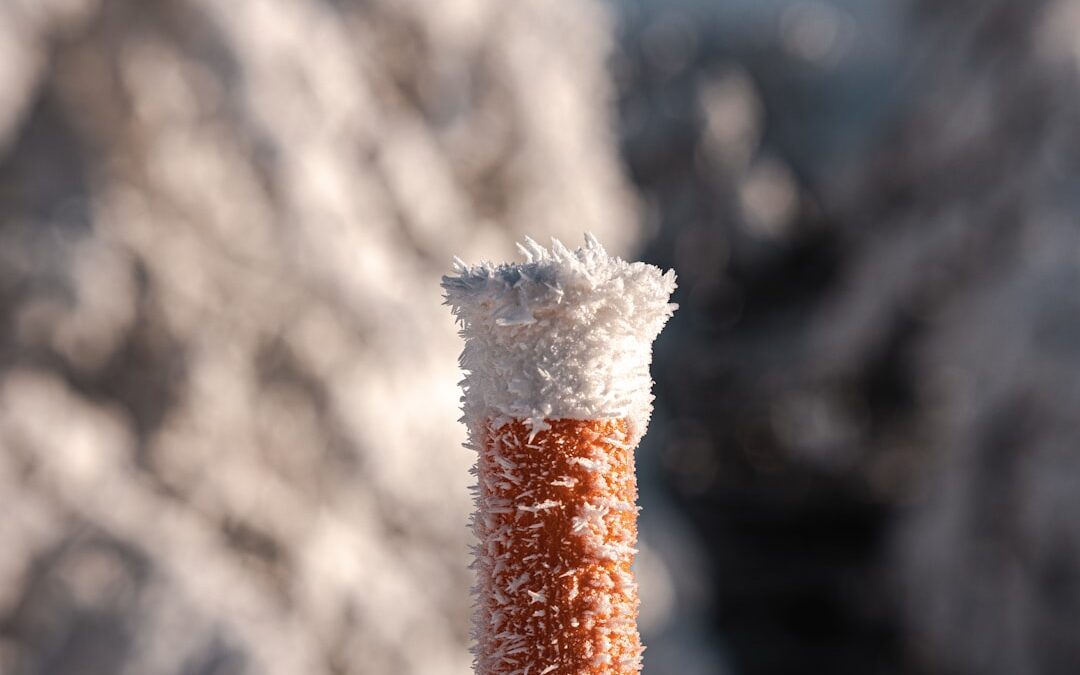 Photo frozen sea buckthorn for sale