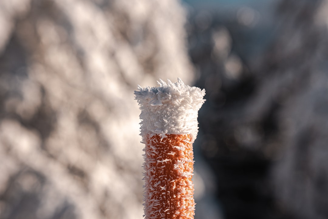 Photo frozen sea buckthorn for sale