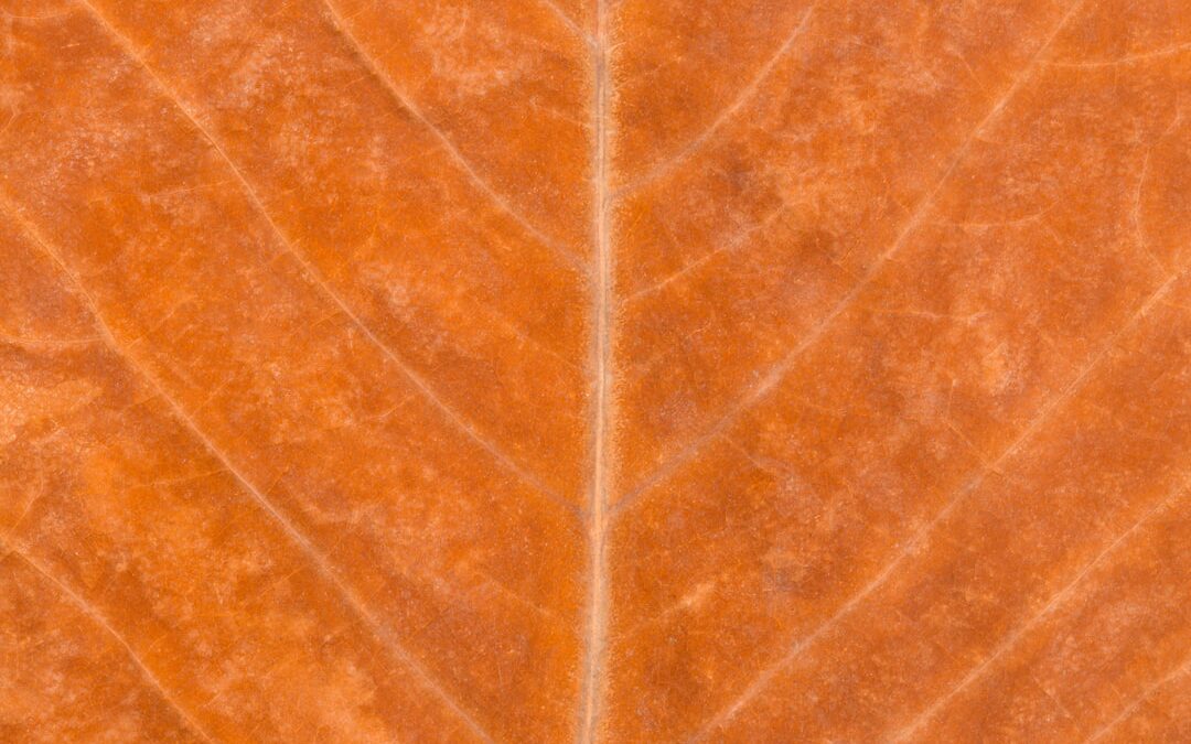 Photo homoktövis leaf