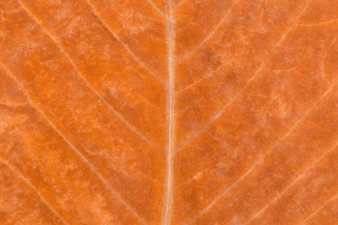 Photo homoktövis leaf