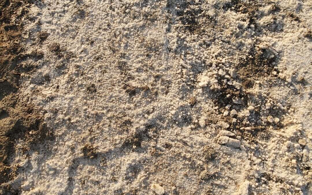 Photo homoktövis