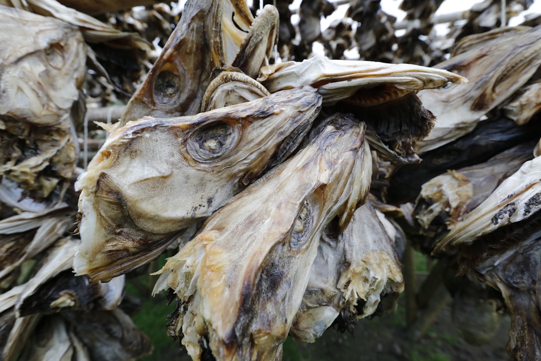 Photo dried sea buckthorn
