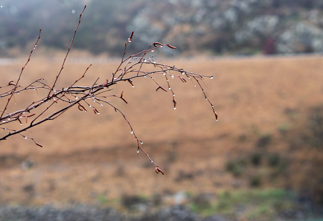 Photo koros elhizas