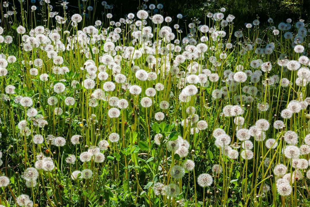 Photo opium-containing drugs