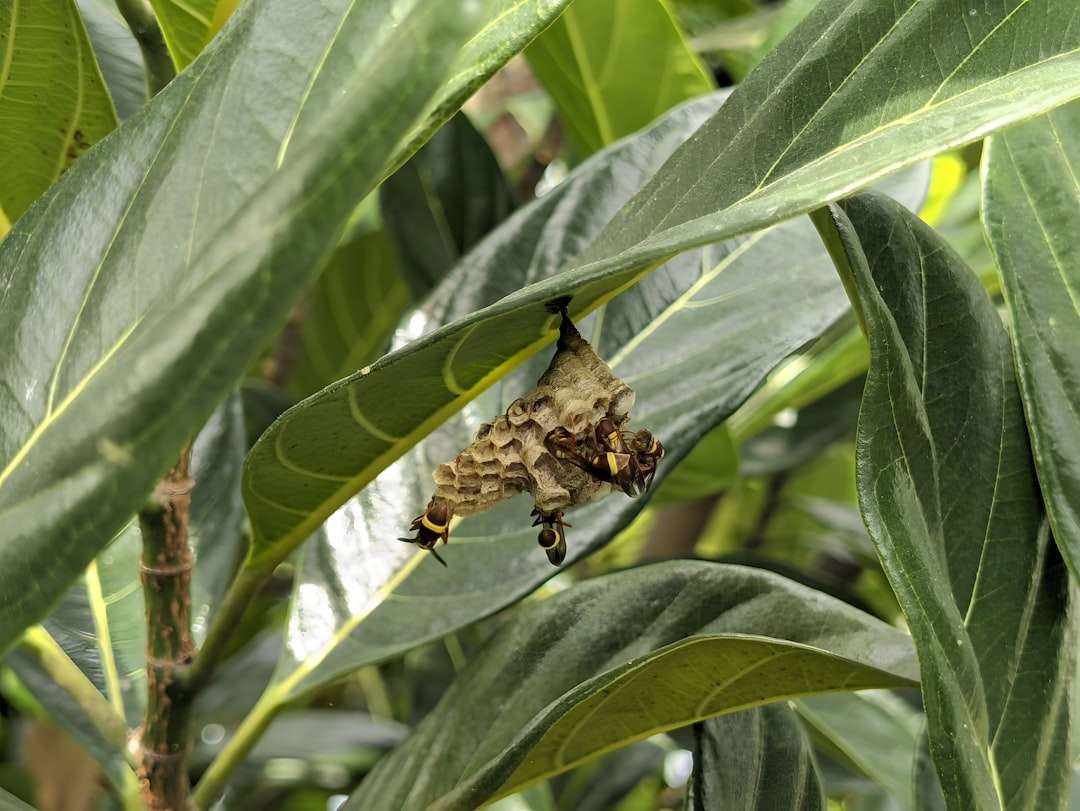 Photo fungicide