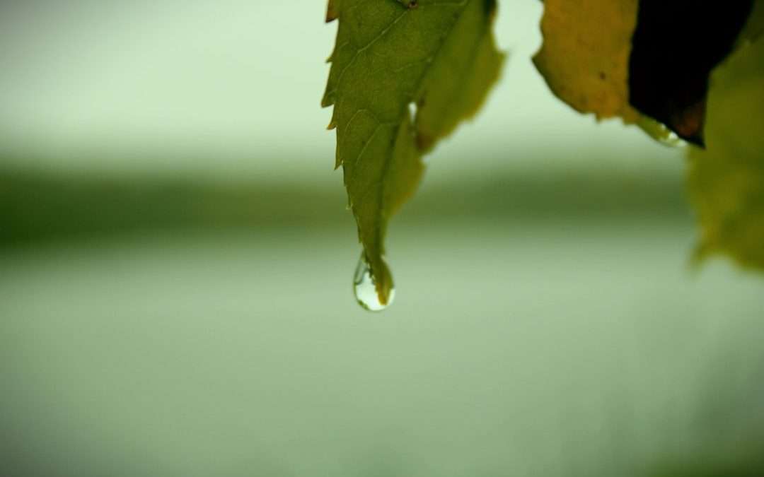 Photo bronchipret drops