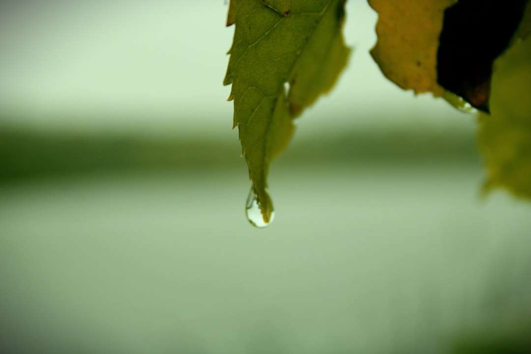Photo bronchipret drops