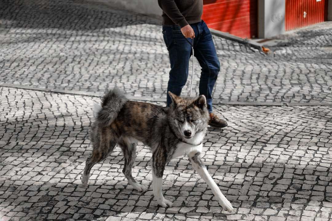 Photo contramal kuty&aacute;nak