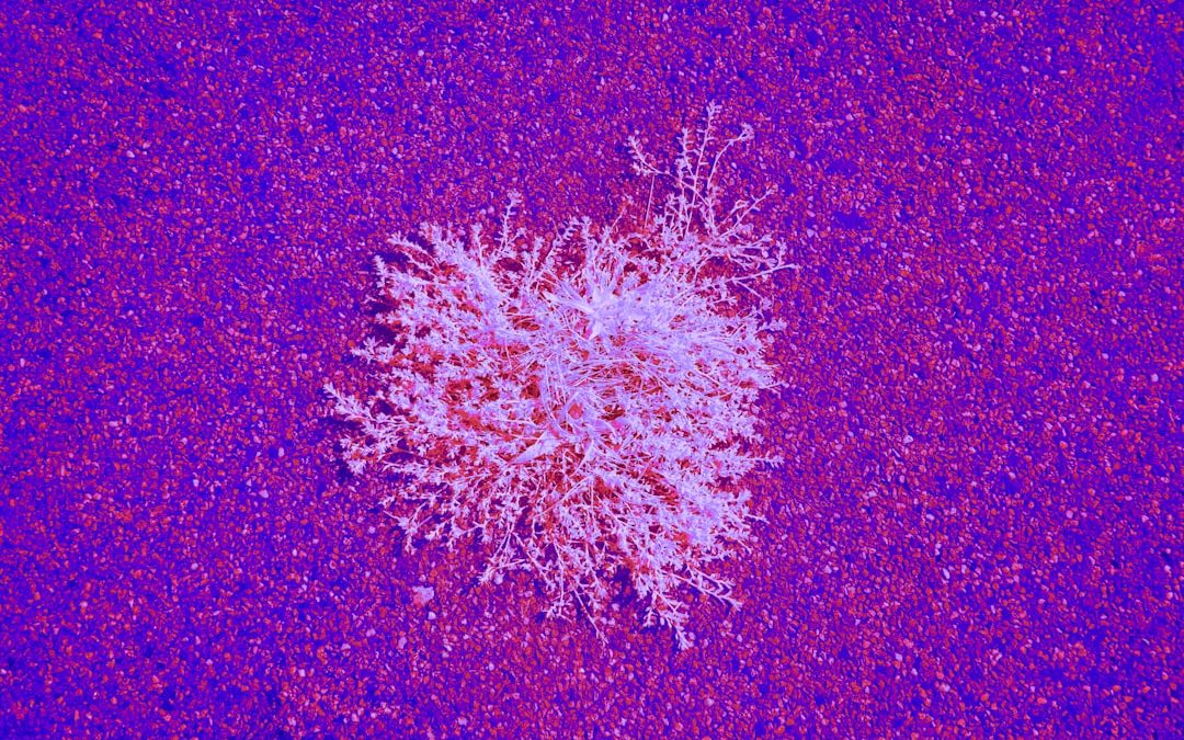 Photo lymphoma