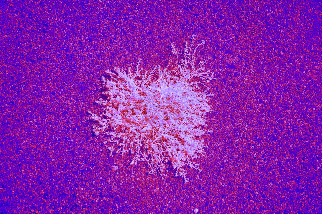 Photo lymphoma