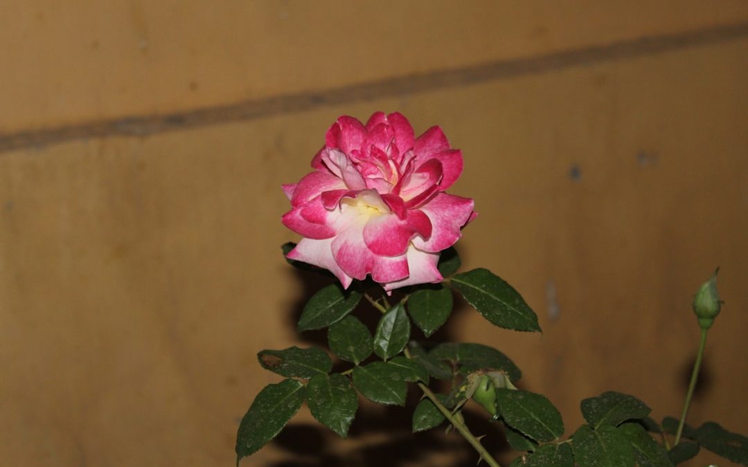Photo rosacea