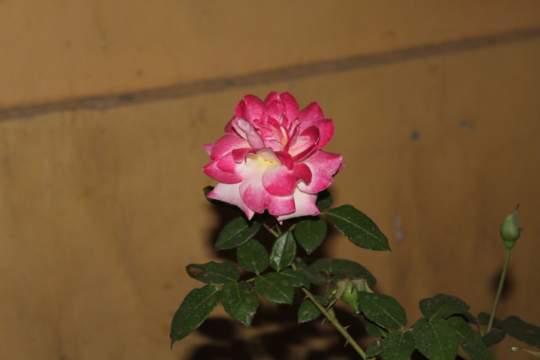 Photo rosacea