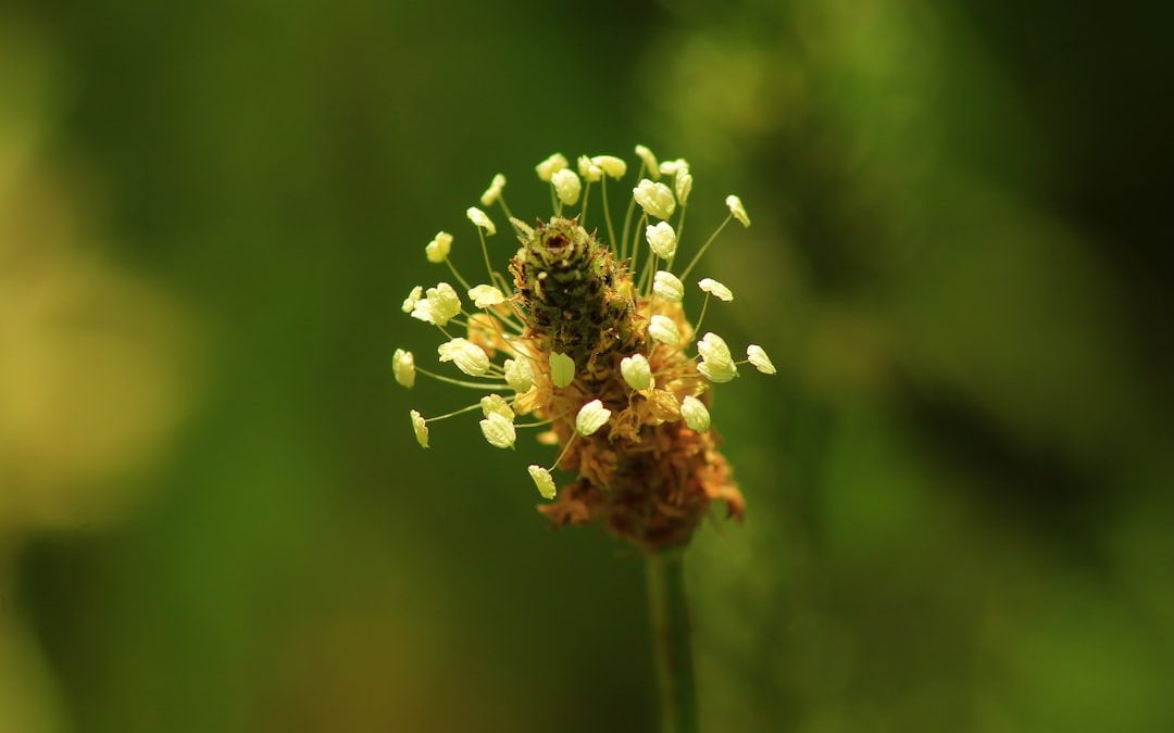 Photo pollenallergia