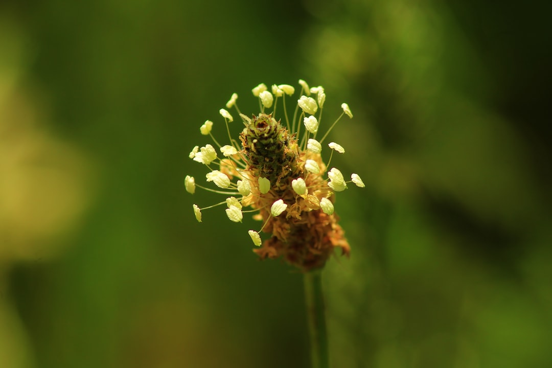 Photo pollenallergia