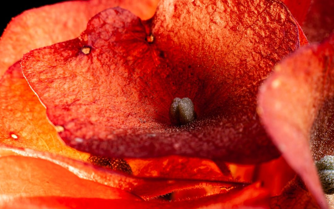 Photo colon removal