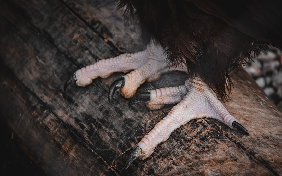 Photo porckorongsérv