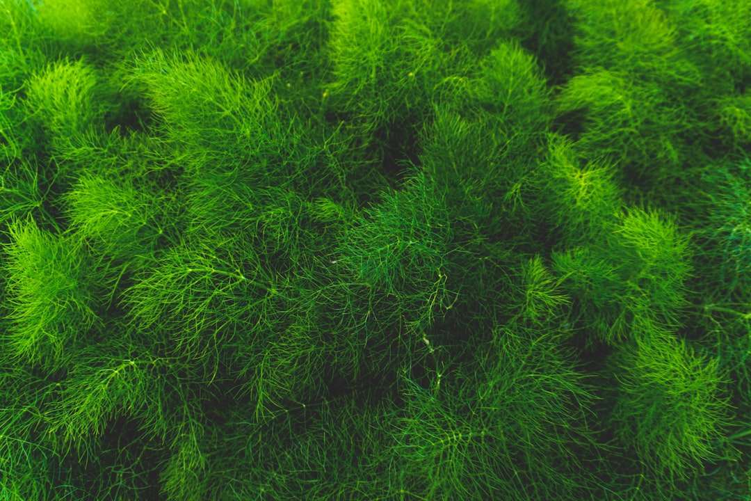 Photo bacterial overgrowth
