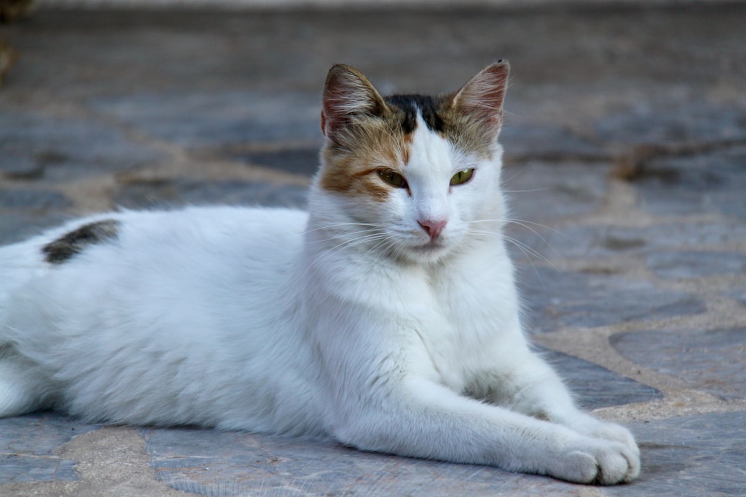 Photo lymphoma cat