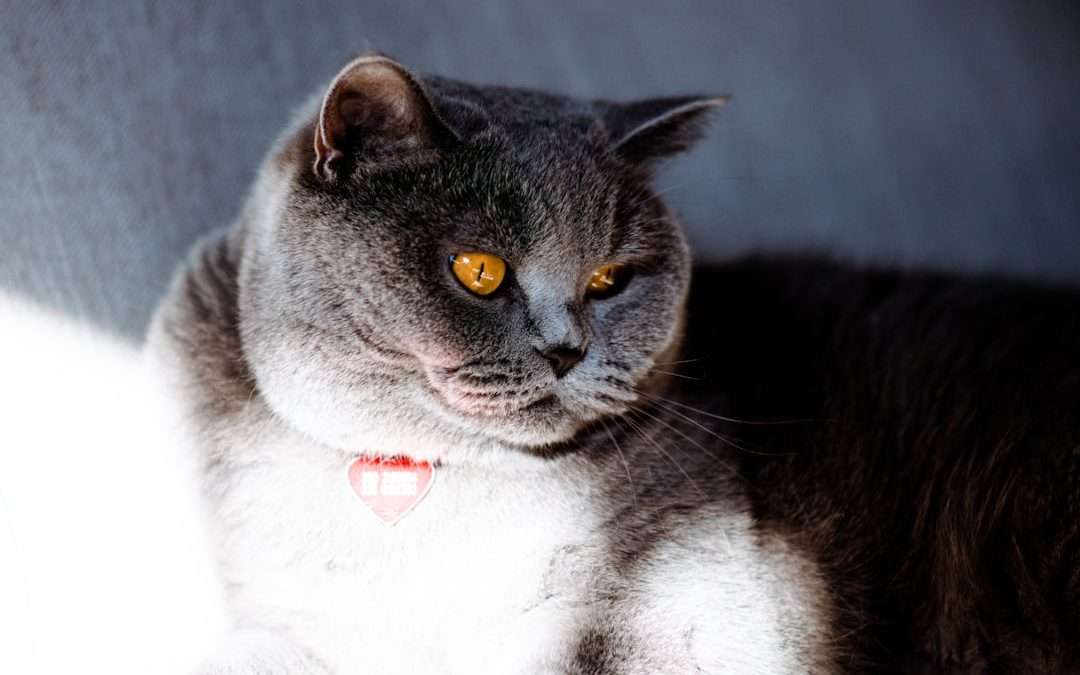 Macska limfóma: tünetek, kezelés, és prognózis