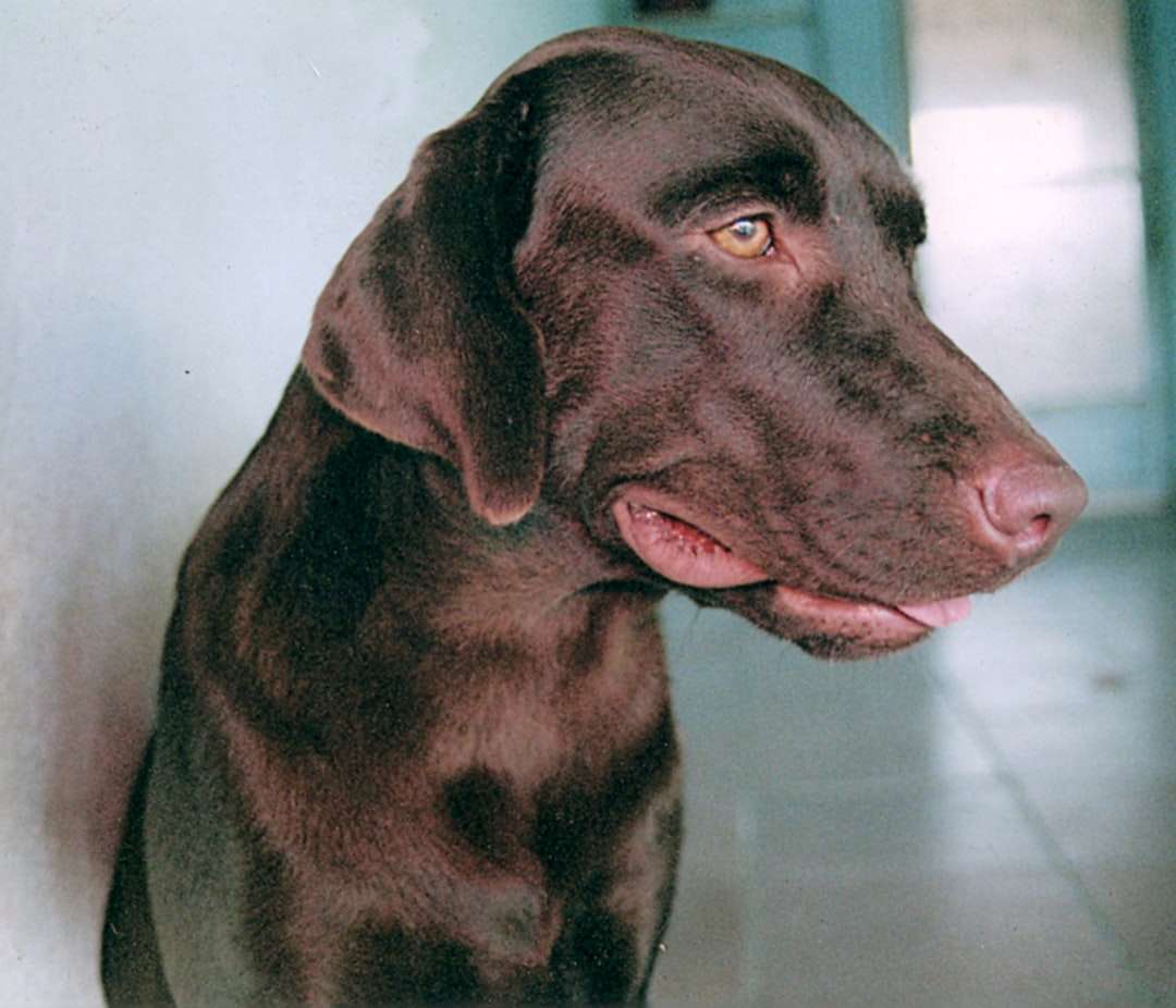 Photo Canine lymphoma