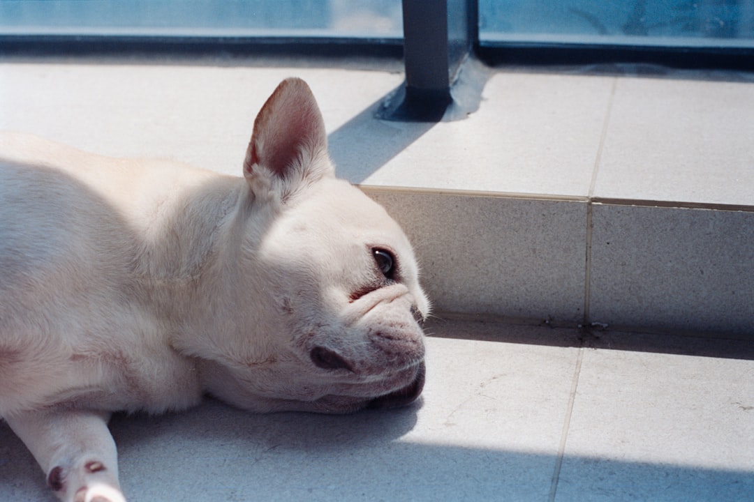 Photo Canine lymphoma