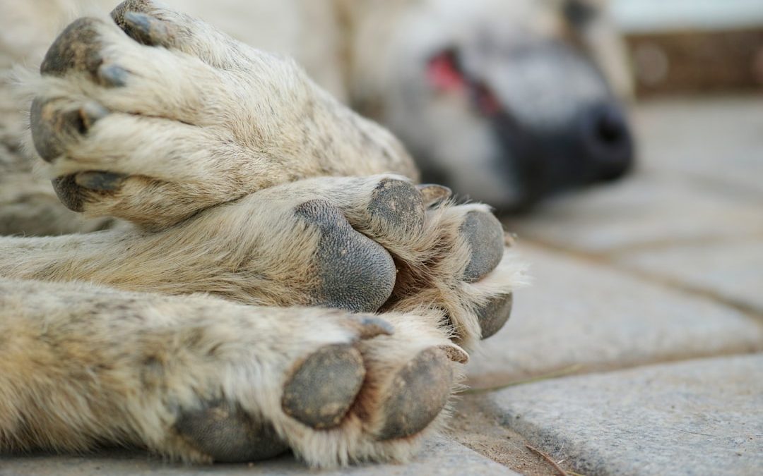 Photo dog diseases