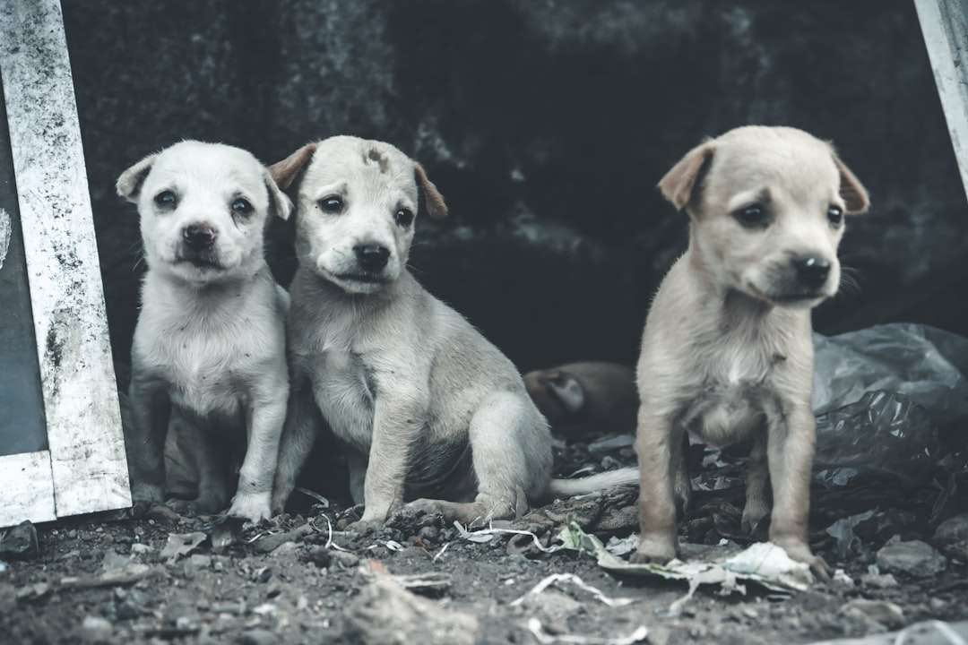 Photo dog diseases