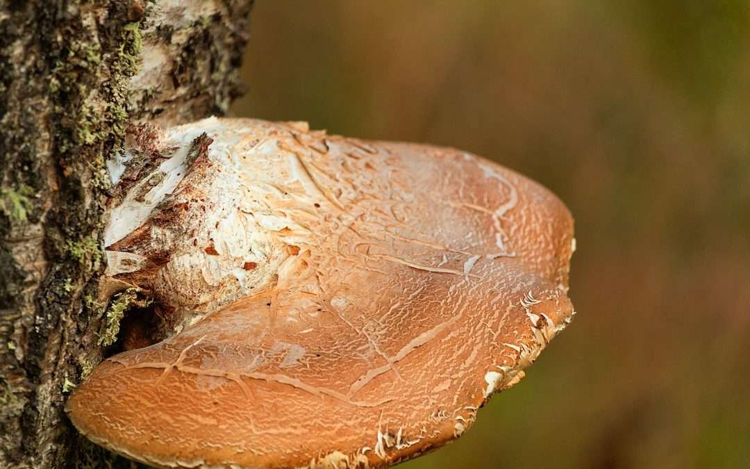 Gombás bőrbetegség: okok és kezelés