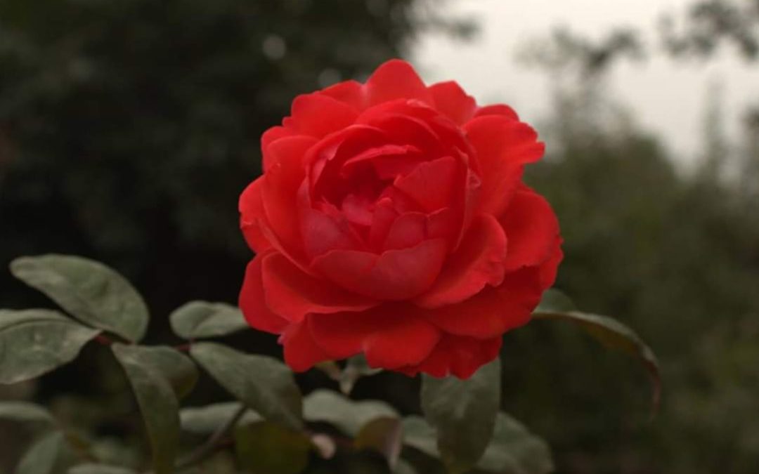 Photo rosacea