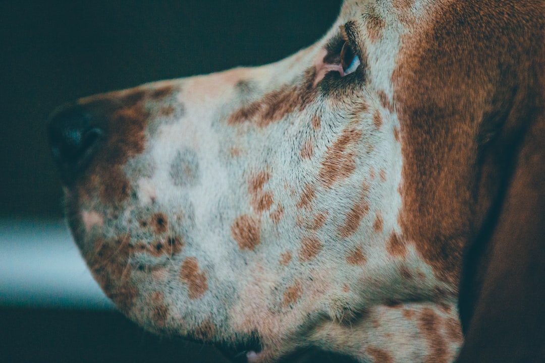 Photo dog skin diseases