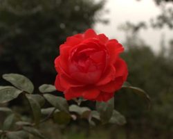 Photo rosacea
