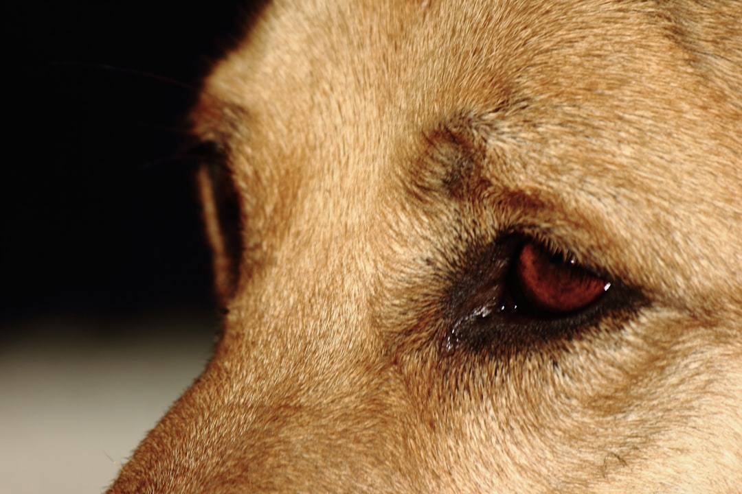 Photo dog skin diseases