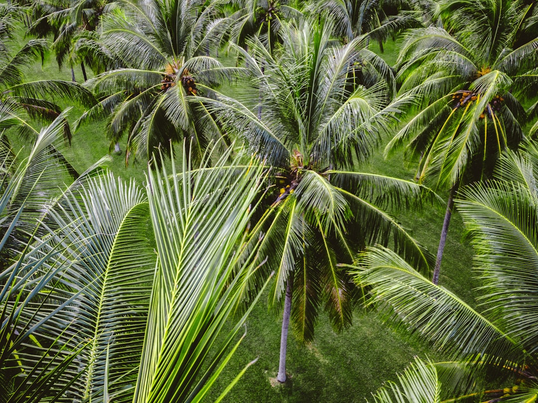 Photo palm skin diseases