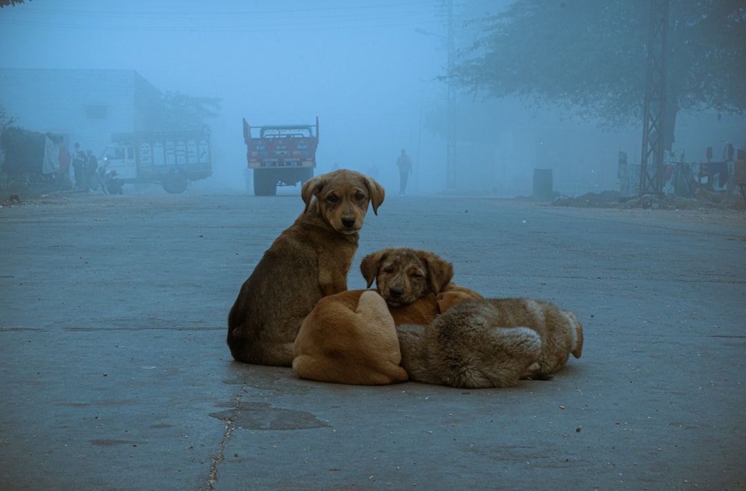 Photo dog illnesses