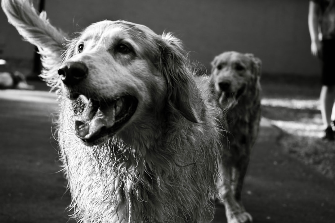 Photo dog diseases