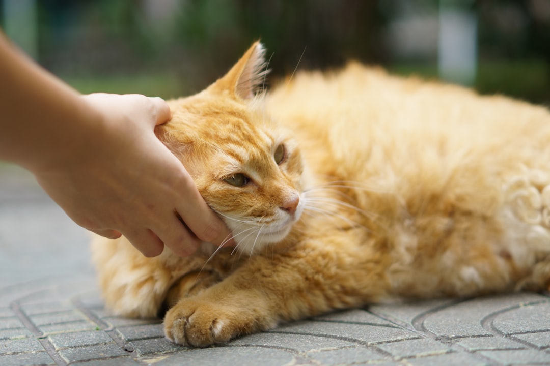 Photo cat skin diseases