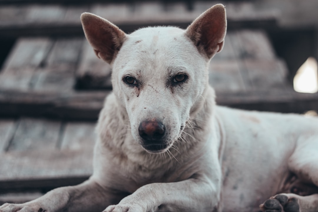 Photo dog skin disease treatment