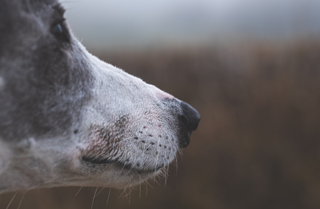 Photo skin disease dog